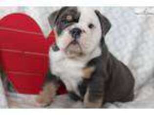 Bulldog Puppy for sale in Lancaster, PA, USA