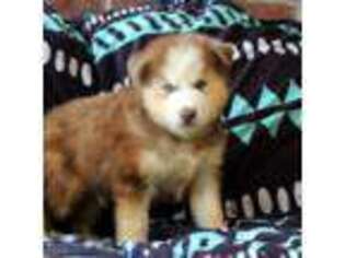 Siberian Husky Puppy for sale in Lancaster, PA, USA