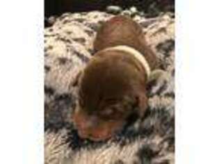 Doberman Pinscher Puppy for sale in Harpers Ferry, WV, USA