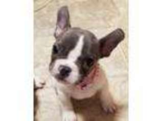 French Bulldog Puppy for sale in Bonifay, FL, USA