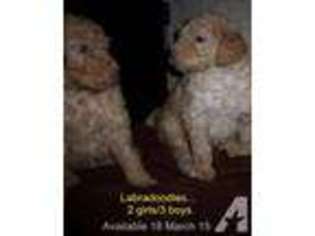 Labradoodle Puppy for sale in SPRING BRANCH, TX, USA