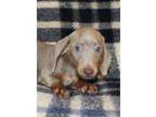 Dachshund Puppy for sale in Panama City, FL, USA