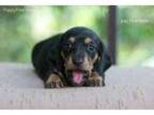 Dachshund Puppy for sale in Oakland, CA, USA