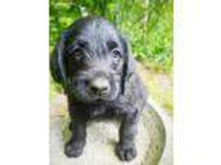 Labradoodle Puppy for sale in Auburn, ME, USA