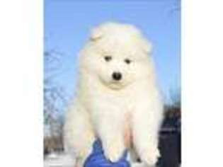 Samoyed Puppy for sale in Somerville, MA, USA