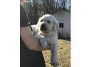 Labrador Retriever Puppy for sale in Gosport, IN, USA
