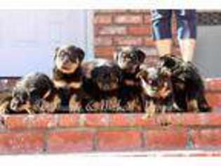 Rottweiler Puppy for sale in Whittier, CA, USA