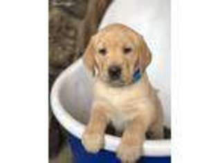 Labrador Retriever Puppy for sale in Golden, CO, USA