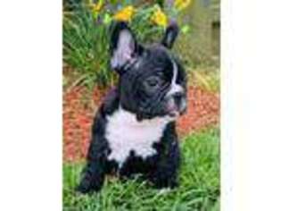 French Bulldog Puppy for sale in Richton, MS, USA