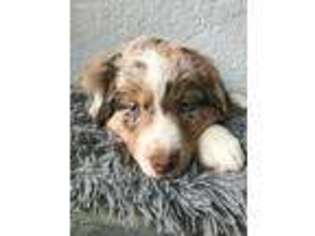 Australian Shepherd Puppy for sale in Seneca, KS, USA