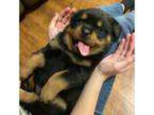 Rottweiler Puppy for sale in Como, MS, USA