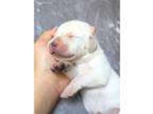 Labrador Retriever Puppy for sale in Downey, CA, USA