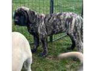 Mastiff Puppy for sale in New Park, PA, USA