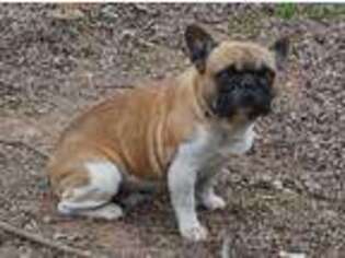 French Bulldog Puppy for sale in Catlett, VA, USA