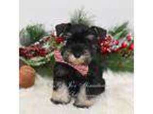 Mutt Puppy for sale in Antlers, OK, USA
