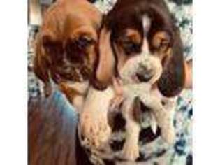 Basset Hound Puppy for sale in Addy, WA, USA