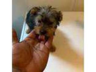 Yorkshire Terrier Puppy for sale in Ruffin, SC, USA