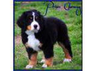 Bernese Mountain Dog Puppy for sale in Lothian, MD, USA