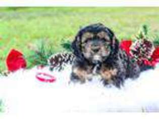 Cavapoo Puppy for sale in Lott, TX, USA