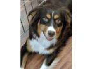 Australian Shepherd Puppy for sale in Lipan, TX, USA