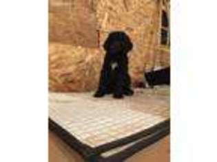 Mutt Puppy for sale in Maple, WI, USA