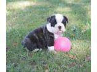 Bulldog Puppy for sale in Angier, NC, USA