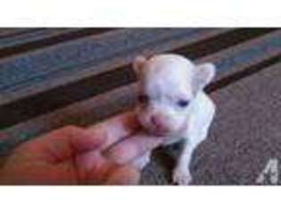 Chihuahua Puppy for sale in HOYT LAKES, MN, USA