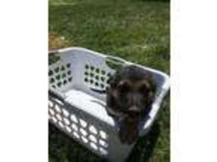 German Shepherd Dog Puppy for sale in Bloomfield, IN, USA