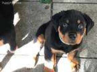 Rottweiler Puppy for sale in Park Forest, IL, USA