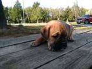 Bulldog Puppy for sale in Tunas, MO, USA