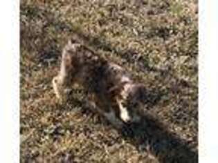Mutt Puppy for sale in Frankston, TX, USA