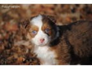 Australian Shepherd Puppy for sale in Jackson, TN, USA