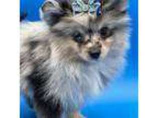 Pomeranian Puppy for sale in Cooper City, FL, USA