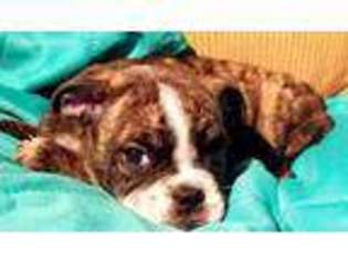 Bulldog Puppy for sale in Fordland, MO, USA