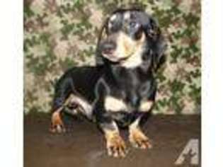 Dachshund Puppy for sale in PORT JERVIS, NY, USA