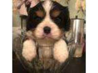 Cavalier King Charles Spaniel Puppy for sale in Walnut, IL, USA