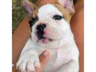 French Bulldog Puppy for sale in Sharpsburg, MD, USA