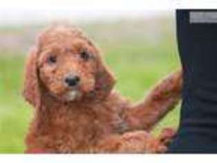Irish Setter Puppy for sale in Springfield, MO, USA