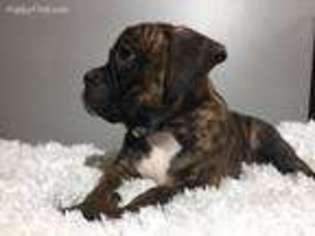 Boxer Puppy for sale in Millersburg, OH, USA