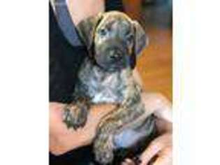 Great Dane Puppy for sale in Bryant, IN, USA