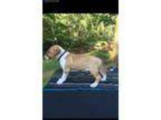 Bull Terrier Puppy for sale in Morganton, GA, USA