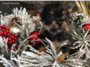 Chorkie Puppy for sale in Caddo Mills, TX, USA