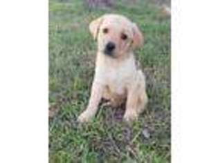 Labrador Retriever Puppy for sale in Dublin, TX, USA