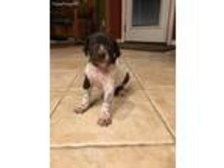German Shorthaired Pointer Puppy for sale in Cleveland, TX, USA