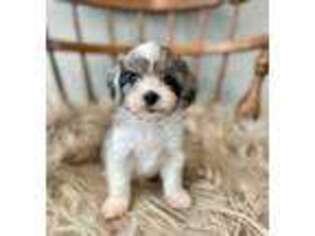 Cavapoo Puppy for sale in Chandler, AZ, USA