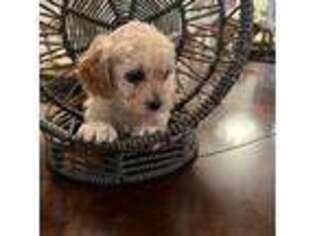 Shih-Poo Puppy for sale in Lake In The Hills, IL, USA