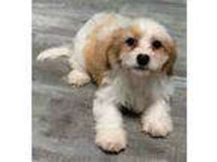 Cavapoo Puppy for sale in Clare, IL, USA