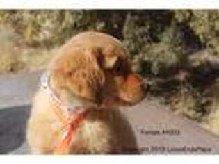 Golden Retriever Puppy for sale in Potter, NE, USA