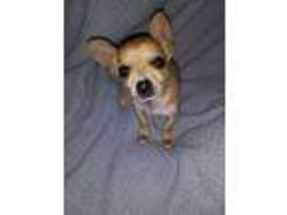 Chihuahua Puppy for sale in Rutherfordton, NC, USA