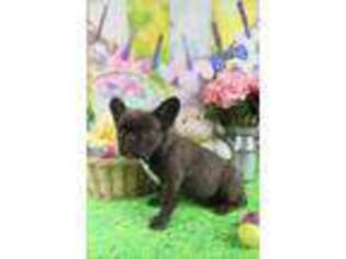 French Bulldog Puppy for sale in Tome, NM, USA